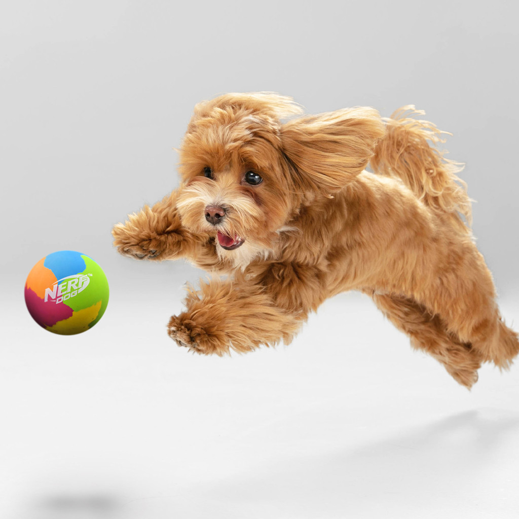 NERF DOG Hračka pro psy gumový super odrazový míček 9,5 cm