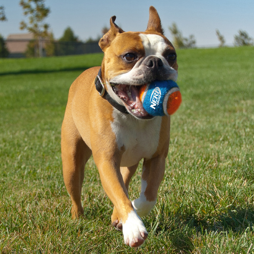 NERF DOG Hračka pro psy 3 ks tenisových míčků bez pískadla v tlakové dóze 6,5 cm